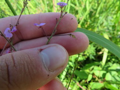 Desmodium marilandicum