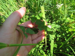 Desmodium marilandicum