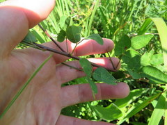 Desmodium marilandicum