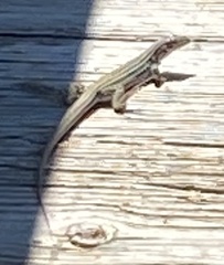 Aspidoscelis neotesselatus