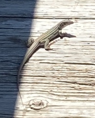 Aspidoscelis neotesselatus