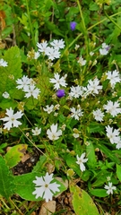 Heliosperma alpestre