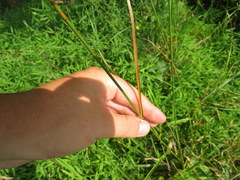 Juncus biflorus