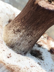 Tylopilus variobrunneus