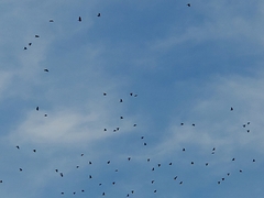 Pyrrhocorax pyrrhocorax