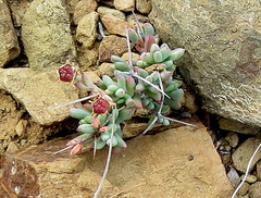 Ruschia intricata
