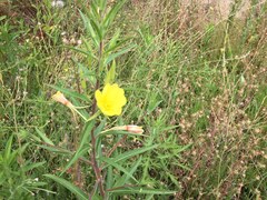 Oenothera elata hookeri