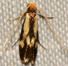 Isocorypha mediostriatella