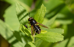 Stratiomys badia