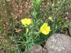Oenothera elata hookeri