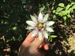 Passiflora edulis