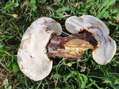 Media resource of Ganoderma tsugae