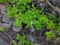 Ageratum maritimum