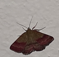 Phytometra viridaria