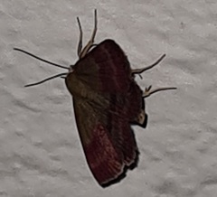 Phytometra viridaria