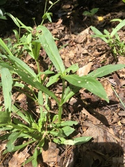 Silene virginica