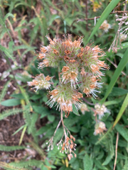Phacelia leptosepala