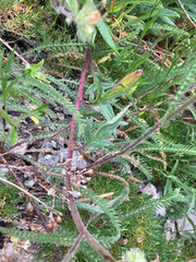 Phacelia leptosepala