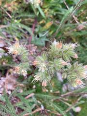Phacelia leptosepala