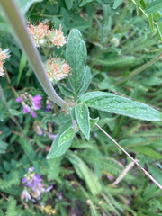 Phacelia leptosepala