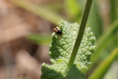 Cryptocephalus pygmaeus