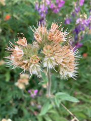 Phacelia leptosepala