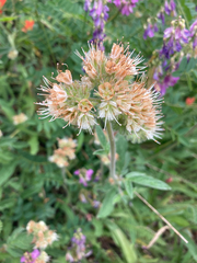 Phacelia leptosepala