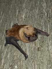 Nyctalus lasiopterus