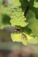Cryptocephalus pygmaeus
