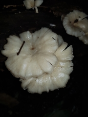 Lentinus scleropus
