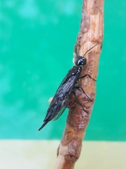 Xiphydriidae