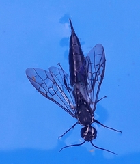 Xiphydriidae