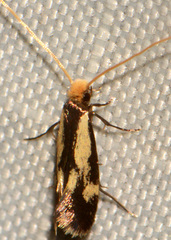 Isocorypha mediostriatella