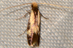 Isocorypha mediostriatella