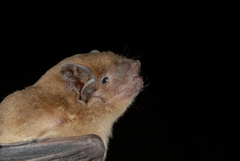 Scotophilus leucogaster