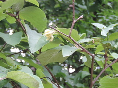 Magnoliopsida
