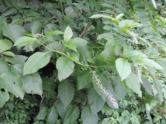 Phytolacca americana