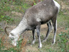 Ovis dalli stonei
