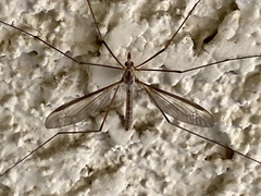 Tipula