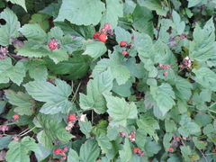 Rubus crataegifolius
