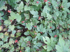 Rubus crataegifolius