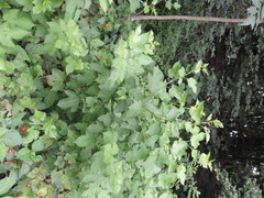 Rubus crataegifolius