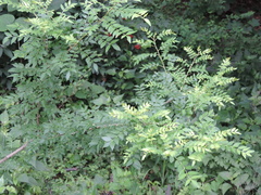 Zanthoxylum schinifolium