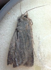 Agrotis segetum