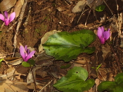 Cyclamen repandum