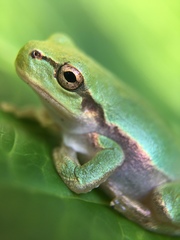 Hyla japonica
