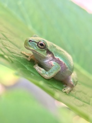 Hyla japonica