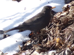 Turdus merula