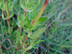 Spermacoce suaveolens