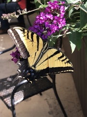 Papilio multicaudata